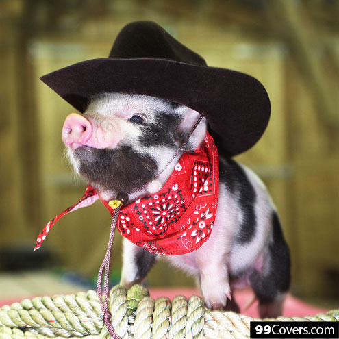 country-pig