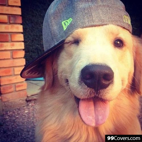 dog-wearing-cap