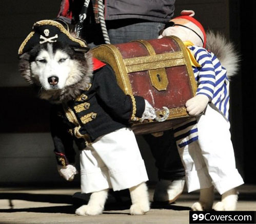 pirate-dog
