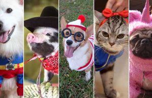20 Cutest Pets in Clothes