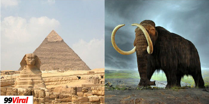 4. The first pyramids were built while the wolly mammoth was still alive.