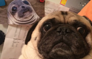 These Animal Selfies Are Way More Awesome Than Your Profile Picture And You Know It!